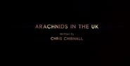 Arachnids in the UK
