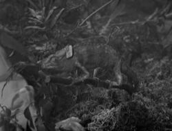 A Chameleon aboard the