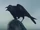 Crow