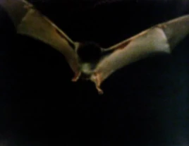 Bat