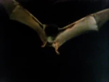 Bat