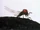 Giant fly