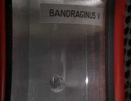 Bandraginus V