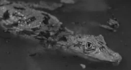 Alligator (The Dalek Invasion of Earth)