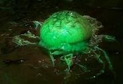 Dalek embryo