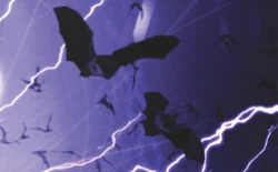 Fledershrews