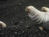 Giant maggot