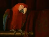 Parrot