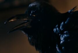 Quantum Shade raven