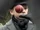 Cricket ball
