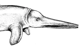 Ichtyosaurus