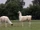 Llama