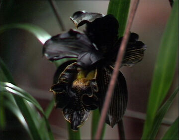 Of the black orchid Clearance