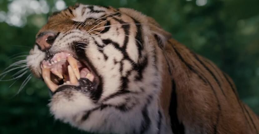 Emerald Forest Return of the Tigers (TV Series 2020– ) - IMDb