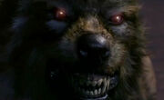 The Werewolf the  and  encountered