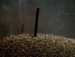 The  uses a  to breathe while buried beneath ore