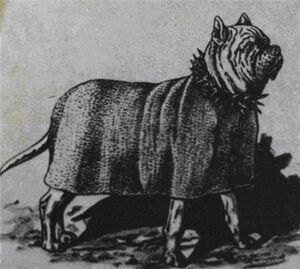 Dog Tomrad.jpg
