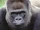 Gorillas