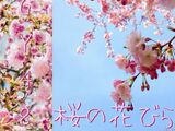 Sakura no Hanabira