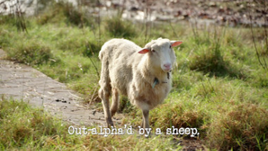 Out-alpha'd by a sheep.
