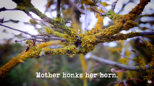 Mother honks her horn.