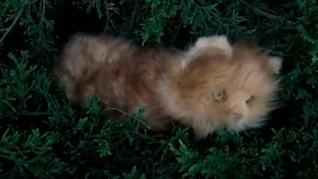 Patatas the cat | Taskmaster Wiki | Fandom