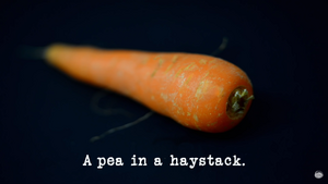 A pea in a haystack.