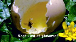 What kind of pictures?