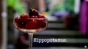 Hippopotamus.