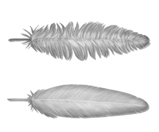 feather  Tradução de feather no Dicionário Infopédia de Inglês - Português