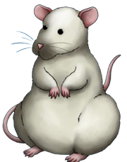 African mouse