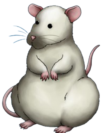 Rat - Wikipedia