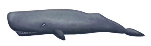 Sperm Whale | Tasty Planet Wiki | Fandom Sperm Whale | Tasty Planet Wiki | Fandom