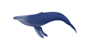 Humpback Whale