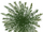 Palm Tree