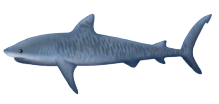 TigerShark - Wikipedia