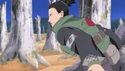 Shikamaru decidido