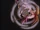 Destello del Dragón Espiral: Tormenta