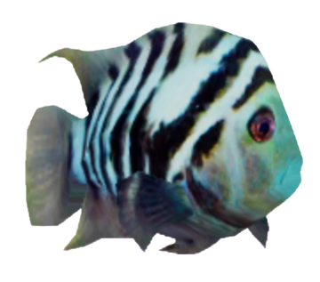 Cb new arrivals tropical fish