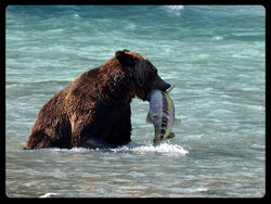Bearwhale.jpeg