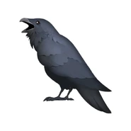 A group of ravens is called an “unkindness.”