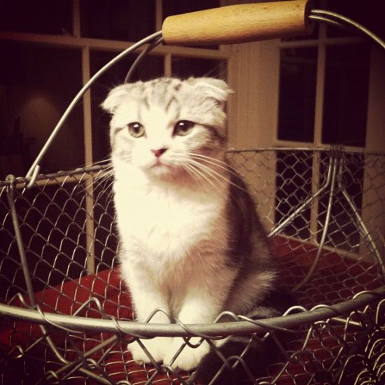 taylor swift cat meredith breed