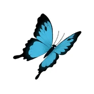 A blue butterfly - make a wish!