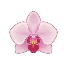 Vanilla comes from Vanilla planifoila, a species of orchid.
