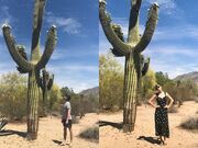 Joe Alwyn y Taylor Swift fotos con cactus