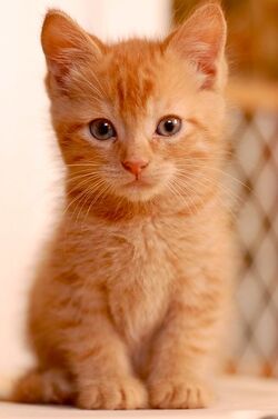 Orangekitten.jpg