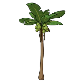 Coconut Tree