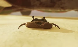 Common Crab