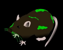 Acid rat.png