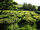 Plantação de Chá Gorreana, Camellia sinensis, Ribeira Grande, ilha de São Miguel, Açores.jpg